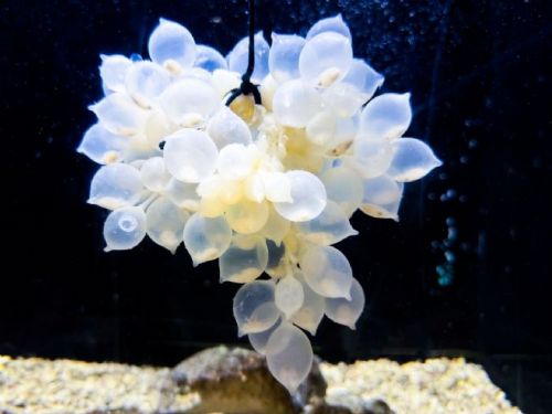 虎斑烏賊寶寶萌萌現身！屏東海生館夏日海洋季歡樂開展，一起探索神祕的海洋新生命